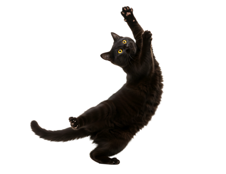 Playful black cat reaching up on transparent background isolated on transparent background