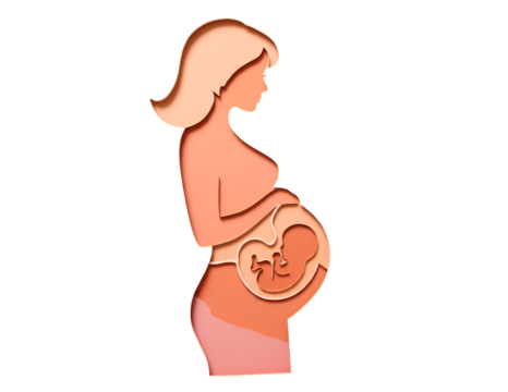 Pregnant woman silhouette showing fetus development isolated on transparent background - Powered by Adobe