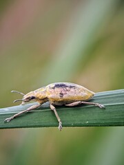 Wildlife: Elephant Beetle (Curculionidae) Resting on a Rice Leaf in the Morning