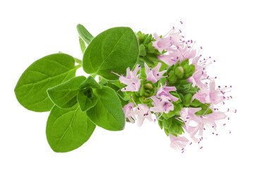 blooming oregano isolated on white background