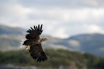 White-tailed eagle (Haliaeetus albicilla)
