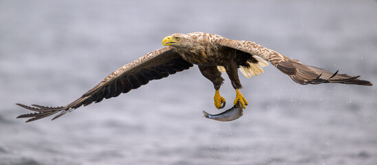 White-tailed eagle (Haliaeetus albicilla)