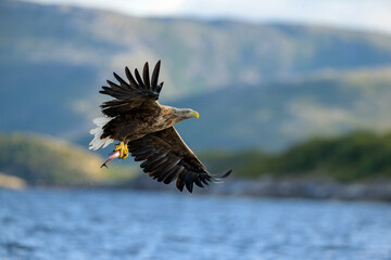 Obraz premium White-tailed eagle (Haliaeetus albicilla)