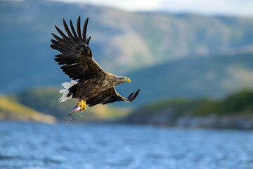 White-tailed eagle (Haliaeetus albicilla)