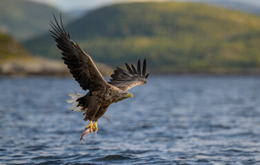 White-tailed eagle (Haliaeetus albicilla)