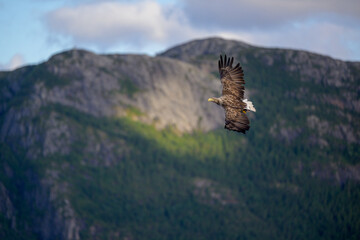 White-tailed eagle (Haliaeetus albicilla)