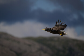 White-tailed eagle (Haliaeetus albicilla)