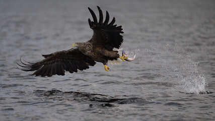 White-tailed eagle (Haliaeetus albicilla)