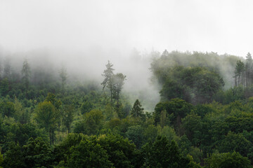 Nebel im Wald in der Oberlausitz 1