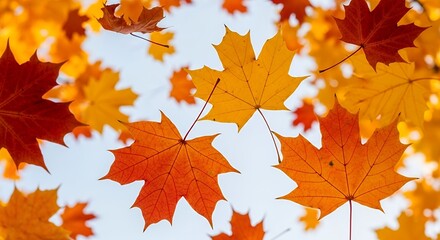 Autumn Maple Leaves Landscape.