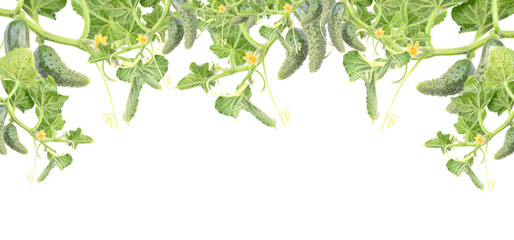 Fresh cucumbers on a white background