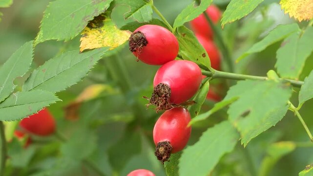 Rosehips on the bush, Austria