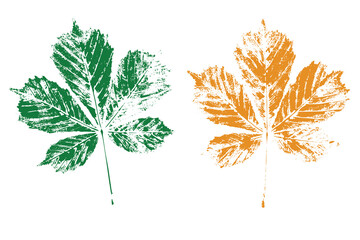 Natural horse chestnut leaves imprint, Grunge style, Vector, Isolated, Decorative elements for design	