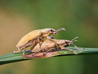 The Unique World of Insects: Portrait of Elephant Beetles (Curculionidae) Residing on Leaves to...