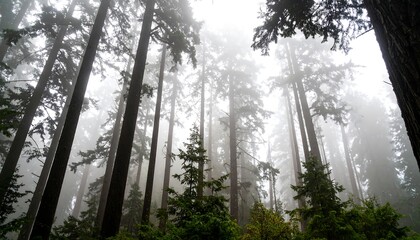 Misty forest canopy (3)