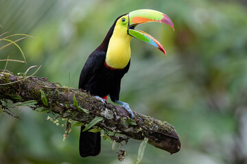 Keel-Billed Toucan Ramphastos sulfuratus Perched in Costa Rica Wildlife Bird Photography
