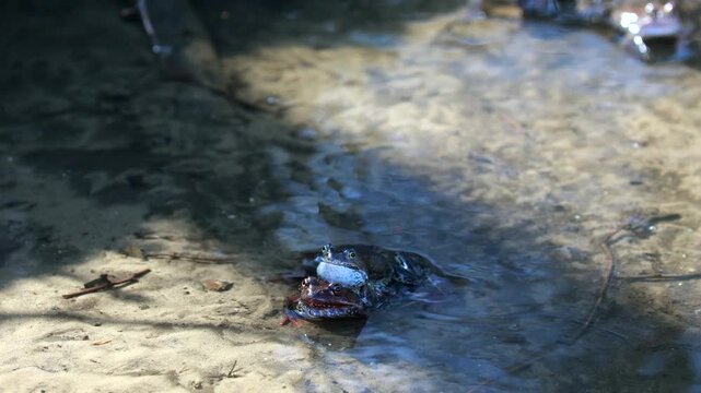A Male Frog Clasps A Female In Amplexus, A Common Breeding Behavior, In Shallow Water. Springtime Amphibian Reproduction Ritual. Natural Wildlife.