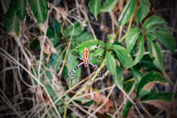 spider close-up on web in thicket