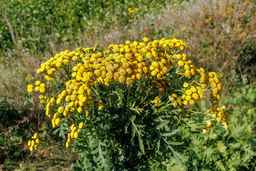 Wild tansy flowers blooming in summer field
