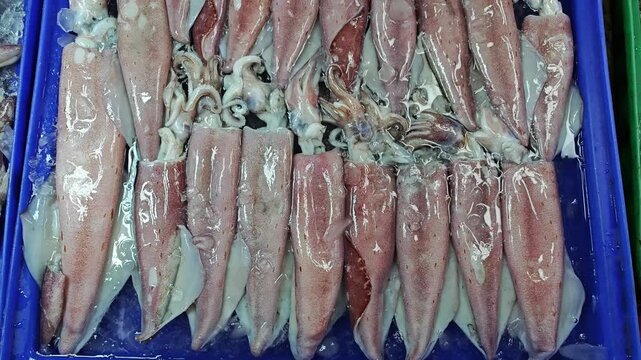 fresh squid