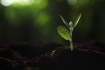 Young plant with green leaves growing from soil outdoors, closeup. Space for text