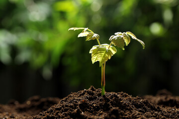 Young plant with green leaves growing from soil outdoors, closeup
