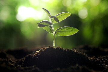 Young plant with green leaves growing from soil outdoors, closeup