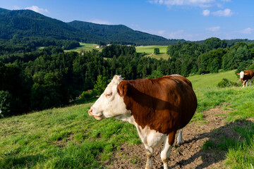 Kuhweide mit Kühen in Bayern mit blick in die Berge und Natur
