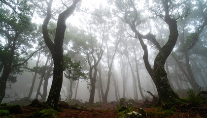 Misty forest with tall trees