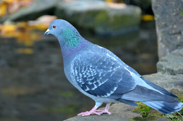 Wild rock pigeon standing on the stone near the water. Closeup photo outdoors. Wild birds  ,fauna, nature, wildlife protection.Free copy space.