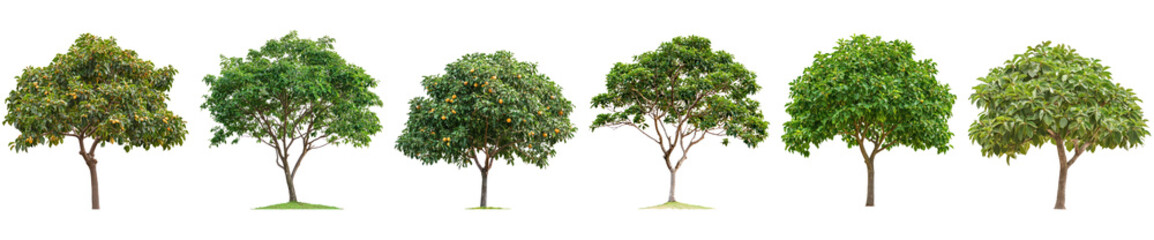 Langsat Tree isolated on transparent background