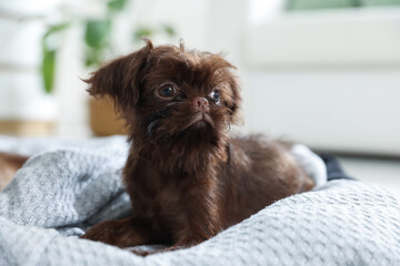 Cute Griffon puppy on pet bed indoors