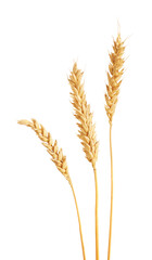 Three golden wheat ears isolated on white