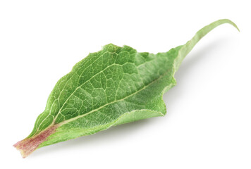 Fototapeta premium One beautiful Echinacea leaf isolated on white