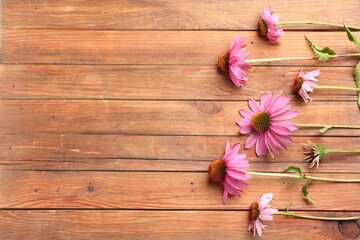 Fototapeta premium Beautiful Echinacea flowers on wooden table, flat lay. Space for text