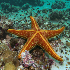starfish on a coral reef