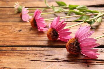 Beautiful Echinacea flowers on wooden table, closeup