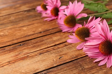 Beautiful Echinacea flowers on wooden table, closeup. Space for text