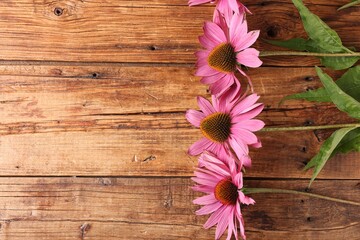 Beautiful Echinacea flowers on wooden table, flat lay. Space for text