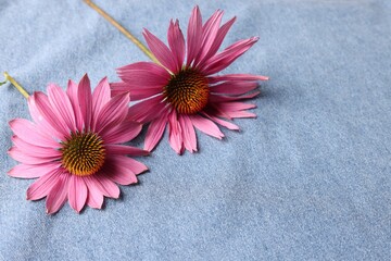 Beautiful Echinacea flowers on light blue denim cloth, closeup. Space for text