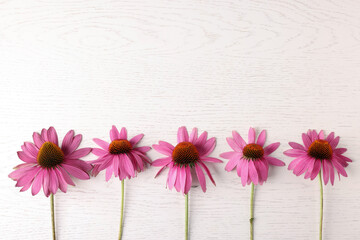 Beautiful Echinacea flowers on light wooden table, flat lay. Space for text