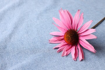 One beautiful Echinacea flower on light blue denim cloth, closeup. Space for text
