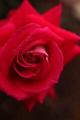 Beautiful rosebud close-up. The photo was taken on a dark background. The bud is located in the center