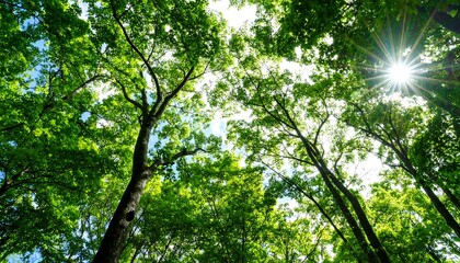 Obraz premium Lush forest canopy, sunlight