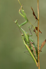 Praying mantis mating in the meadow. Sitting on a dry grass. In the morning dew. Genus Mantis religiosa. Blurred natural green background
