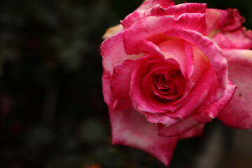 A red and white rosebud. The rose is photographed on the right side of the photo