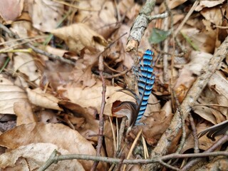 Blaue Feder vom Eichelhäher