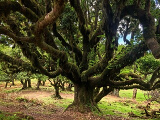 Ancient Moss-Covered Tree in Enchanted Forest, Fanal, Madeira