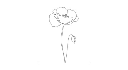 A simple line drawing of a single poppy flower and bud