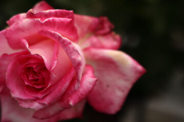 A pink flower on a greenish background. The white veins on the petals of the bud are clearly visible
